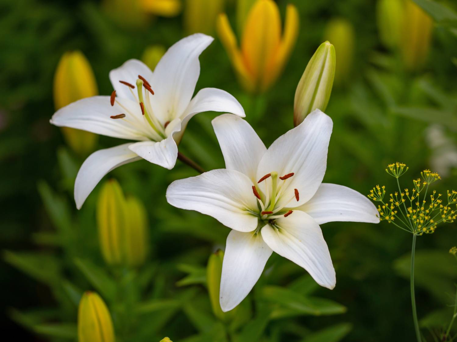 Lily Collection